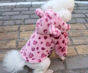 Hooded Plush Dog Jacket – Warm Winter Coat for Small Dogs