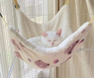 Cat Hammock Bed – Elevated Cozy Hanging Bed for Cats and Kittens
